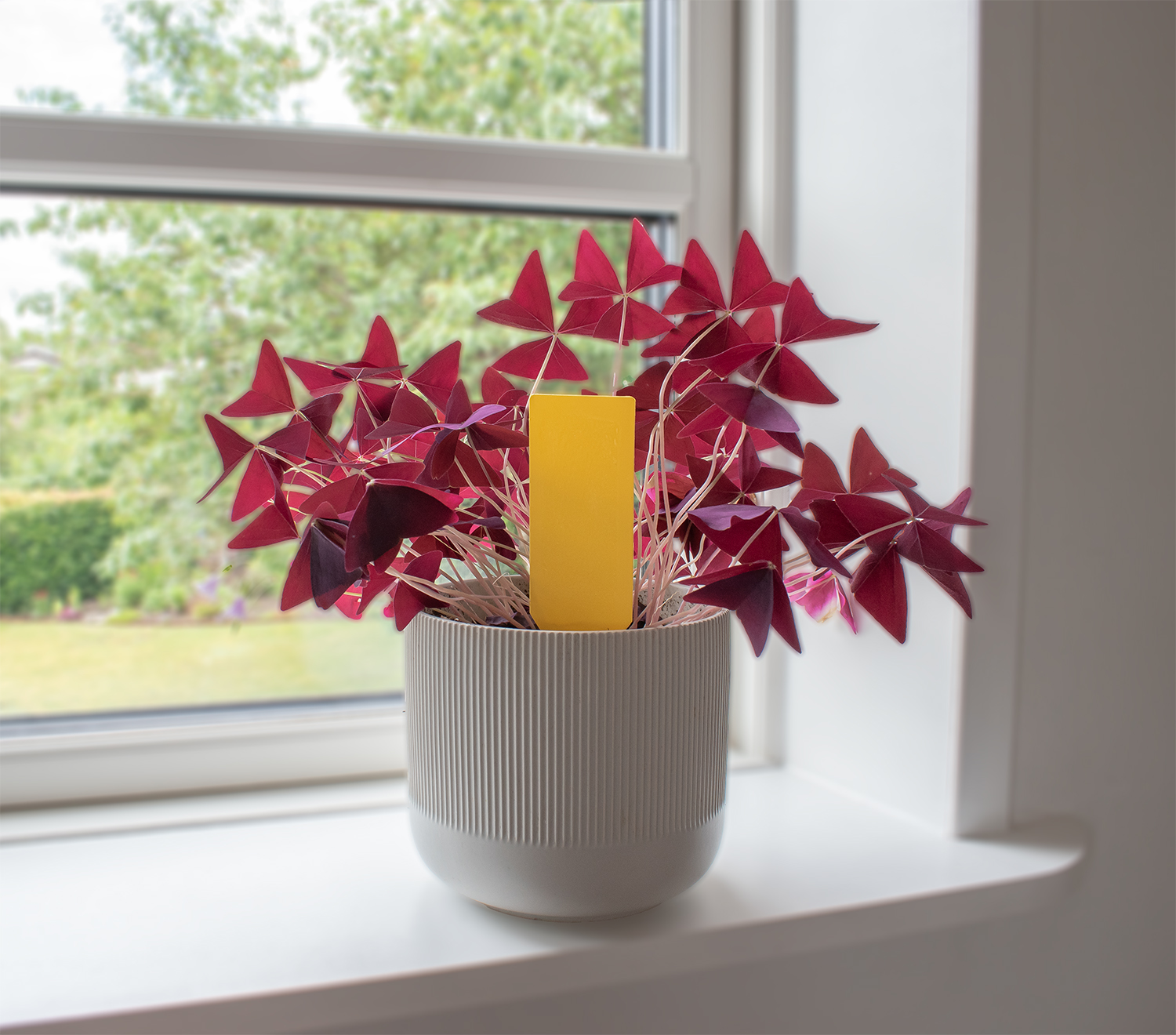 SafeTrap plantelimfælde Mod skadelige insekter SafeTrap plantelimfælde Mod skadelige insekter